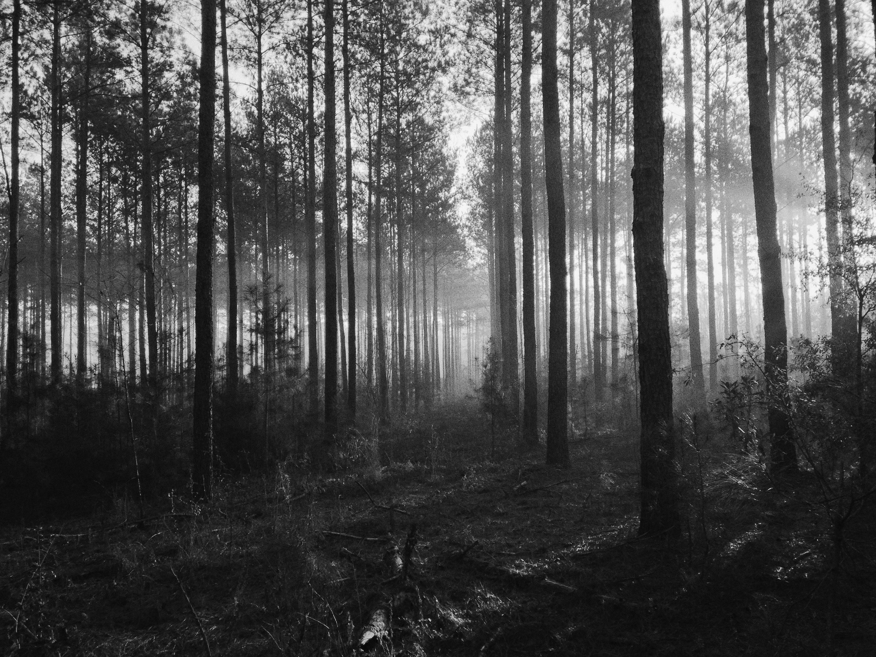 Forest landscape - sustainability and responsibility - CONTOUROSE